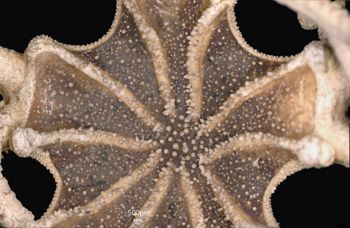 Media type: image; Invertebrate Zoology OPH-2931